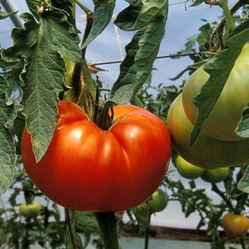 125pcs Red Beefsteak Tomato Seeds Green Fresh Fruit Seed Home Garden Planting