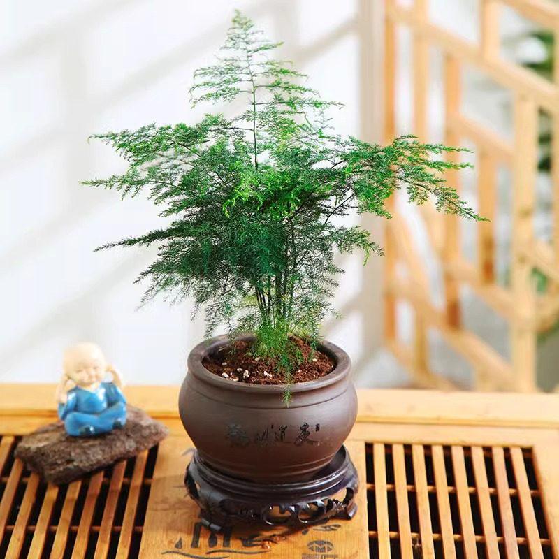 Asparagus Fern Hydroponic Bonsai for Indoor Decoration