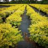 Permeable Weed Barrier Fabric for Garden, Slope Protection & Greenhouse Cover
