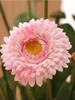 8 Pcs Fake Chrysanthemum Autumn Floral Silk Calendula Flower Artificial Daisy Flowers for Home Office Party Wedding Decor