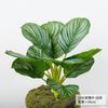 Nordic Style Simulation Green Plant Canna Potted Plant Office Fake Green Plant Landscaping Ornament Real Leaves