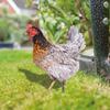 Ornamental Eco-friendly Rooster Decor Garden Statue Chicken for Garden
