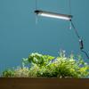 Takasho Plant Grow Light, 27cm, LSB-27K, 5.4cm Deep X 2.6cm High X 27cm Wide