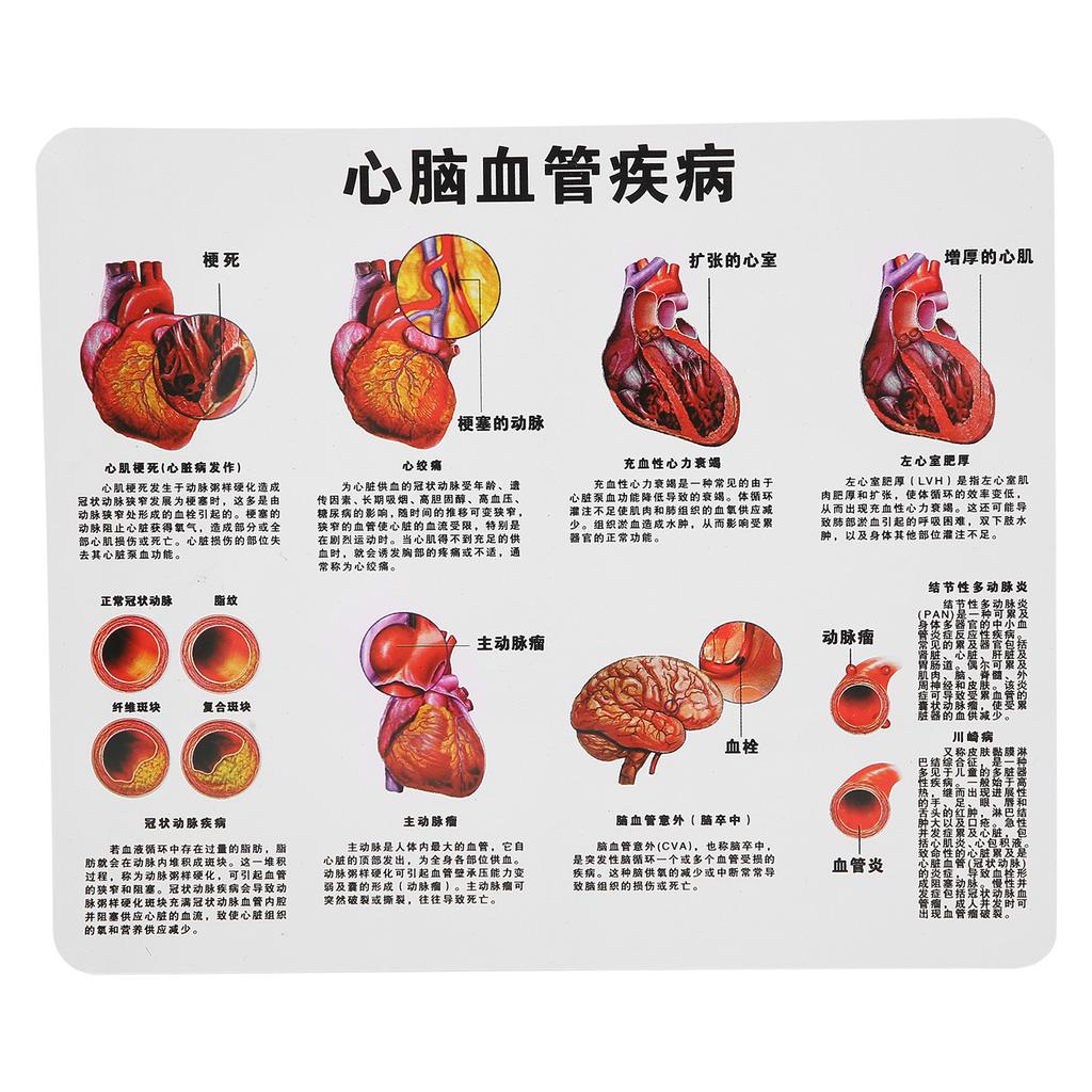 2X Life Size Heart Model Human Heart Teaching Model Simulation Heart Organ Model