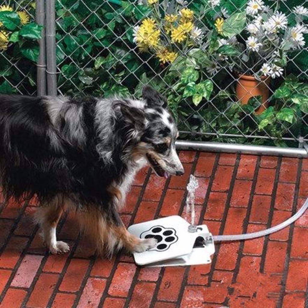 dog water pad