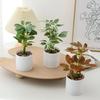 Real Touch 22cm Artificial Potted Plants Schefflera Octophylla Leaves Bonsai Plants Plastic Branch 3D Green Plant Potted Home