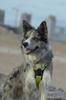 Dogtrekking szelki dla małego psa front line xs