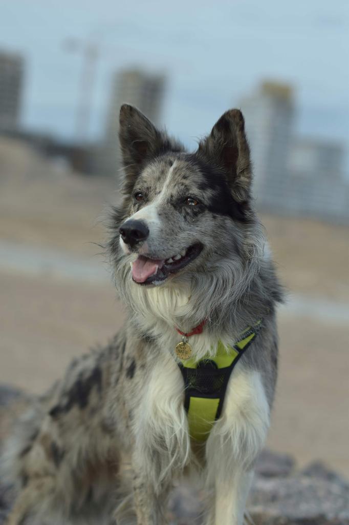 Dogtrekking szelki dla małego psa front line xs