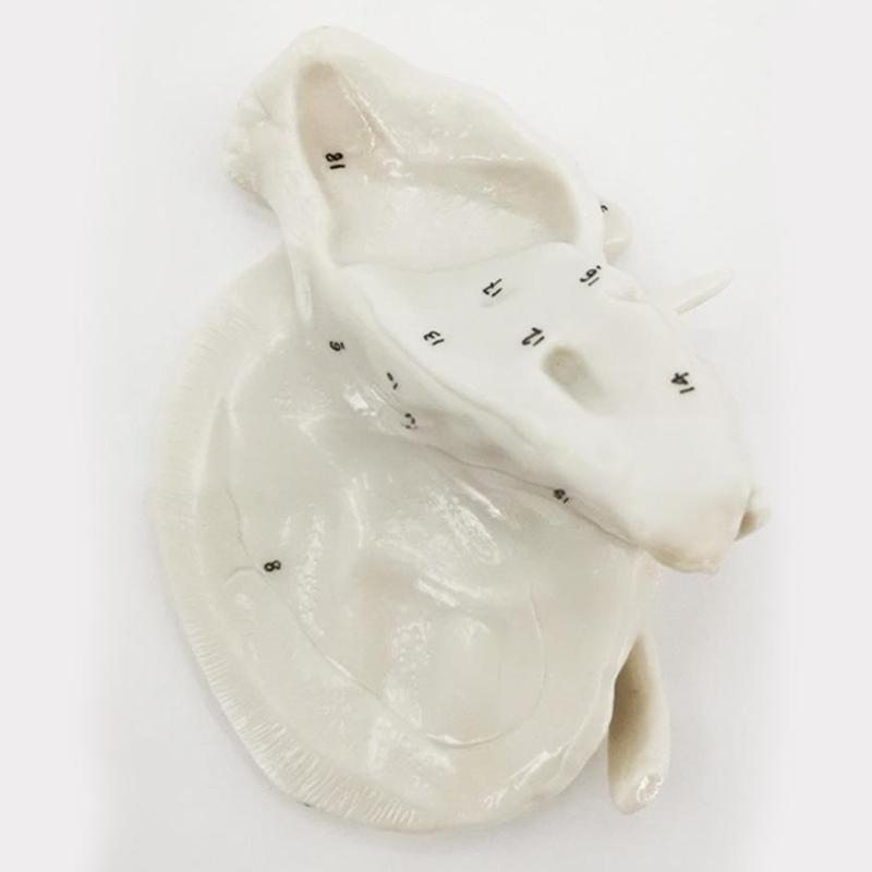 Human Skeleton Anatomical Model Temporal Bone Model Teaching Aid Human Ethmoid Bone Model for Science Class