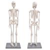 85cm Menneskeskjelettmodell med stativ Biologisk eksperimentverktøy for anatomisk undervisningsbruk