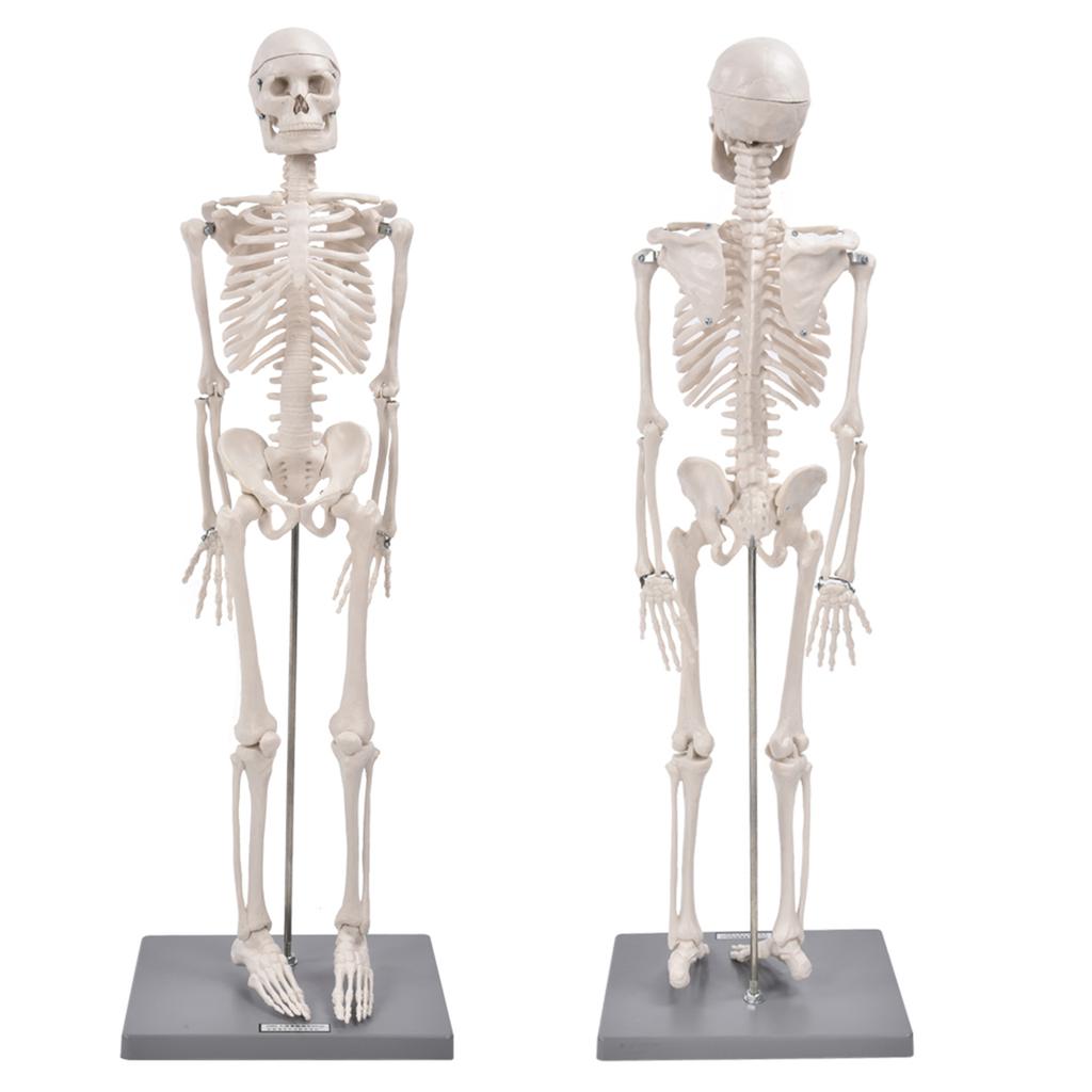 85cm model lidské kostry se stojanem, biologický experimentální nástroj pro anatomickou výuku