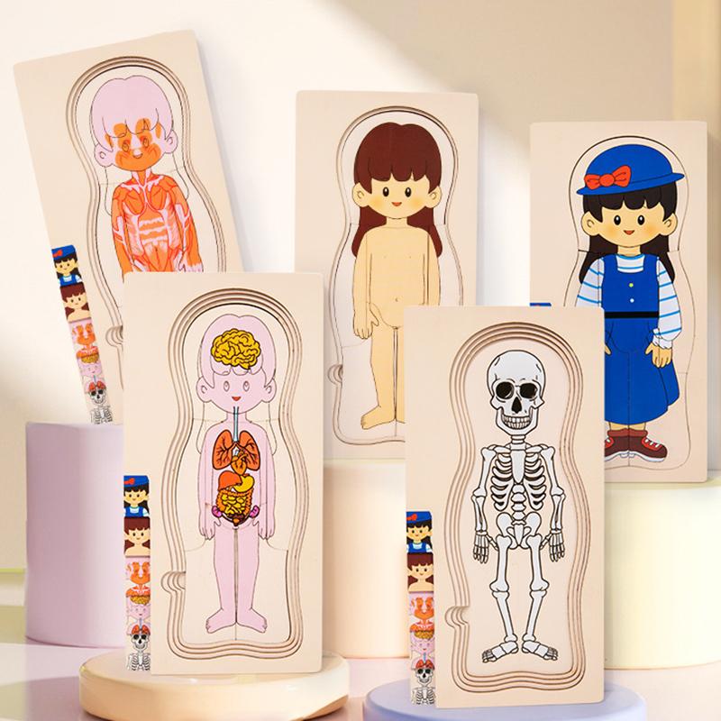 Struttura del cervello del corpo umano Giocattoli Montessori Studio degli organi del busto Puzzle multistrato Giochi STEM Giocattoli educativi di apprendimento per bambini