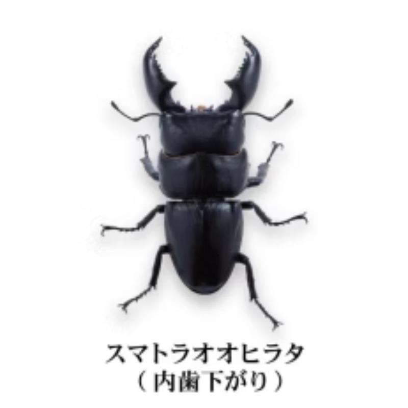 Prosopocoilus Inclinatus Gashapon Toys Encyclopedia Miniature Simulation Ornament Collection Action Figure Toys
