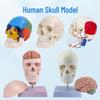 Modello di Cranio Umano a Grandezza Naturale