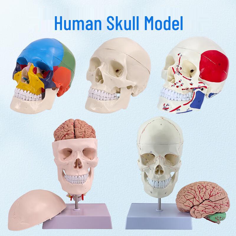 Modello di Cranio Umano a Grandezza Naturale