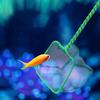 Objects Shrimp Catching Landing Net Gadgets Aquarium Supplies Catch Net Fish Tank Accessory Fishnet