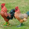 Chicken Figurine, Lifelike Resin Hen Rooster Garden Statue, Standing Farm Animal Sculpture for Yard, Lawn Garden, Outdoor Decor