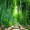 Photo Wallpaper 3d Green Forest Bamboo Nature Scenery Mural Living Room Tv Sofa Background Wall Mural