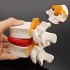 3D Model Lumbar Model Spine Demonstration Structure  Teaching Demonstration