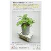 Wako Table Garden Adiantum G-33