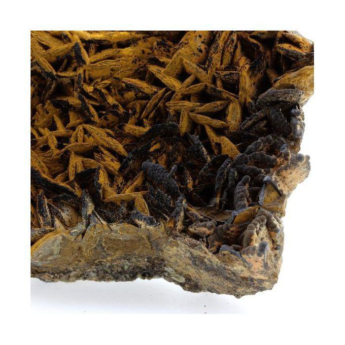 Pyrolusite et Goethite sur Sidérite 2140.1 carats