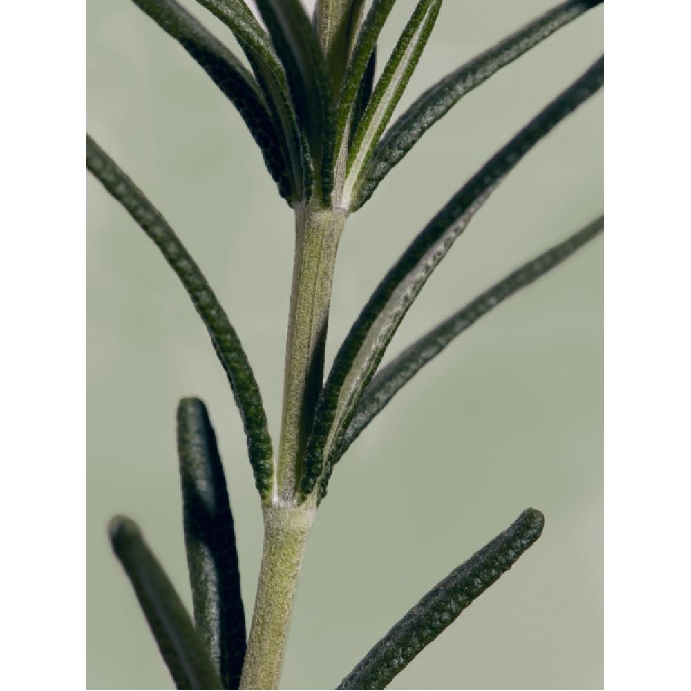 Aromatica Hair Nourishment Rosemary 3 In 1 Treatment 320ml