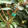 Self Adhesive Nylon Plant Ties Adjustable Plants Hook Plant Support Reusable Fastener Tape Garden Twine Bandage Fastener Tapes