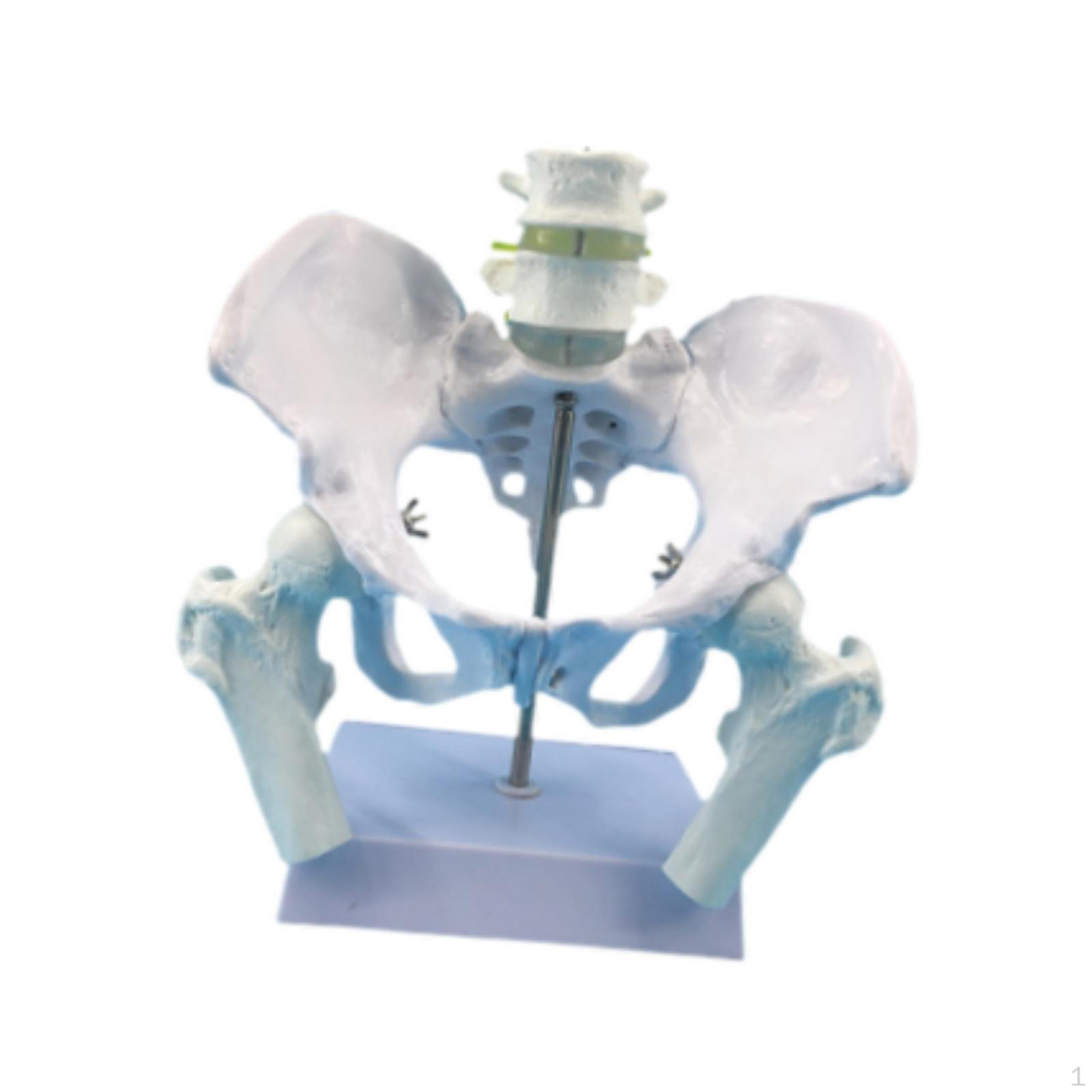 

Female Pelvic Model for Scientific Learning, Visible Skeletal Structure, Teaching Device, Style A