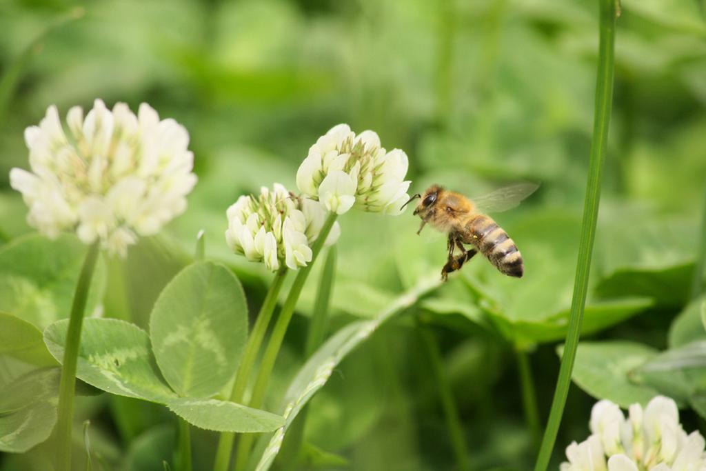 1000 White Clover Seeds - Very Melliferous Plant - Vegetable Garden - Reproducible Peasant Seeds - Semi-Wild