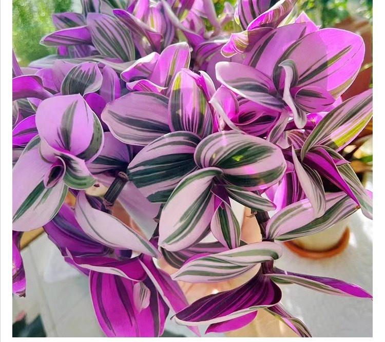 Wedding Lily of the Valley Rouge Cloud Succulents: Indoor Office Flowers & Desktop Green Plants