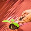 7.5x1.2m Red Mulch Garden Plastic Film Red Plastic Mulch Film Red Grow Film for Strawberries Tomatoes Peppers