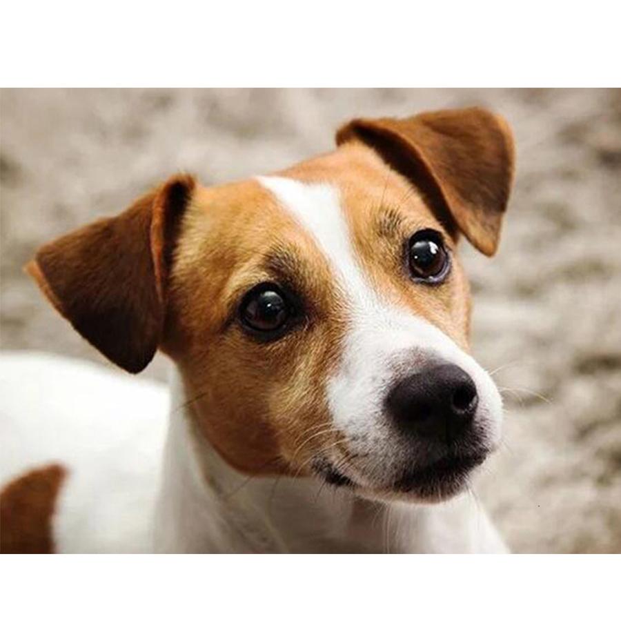 

5D DIY Набор для алмазной живописи Милая собака Фотографии Стразы Алмазная вышивка Пол Мозаика Животное Домашний декор Full Round 20x30cm