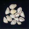 5 Stück/Packung Natürliche Weiße Kaninchen-Kauri-Muscheln 25-30mm Süßwasser-Mini-Muscheln Für Harz-Basteln Aquarium-Dekoration DIY-Schmuckherstellung
