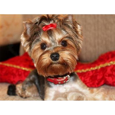 Pełna 5D DIY Diament Malarstwo Pet Dog Diament Haft Cross Stitch Kit Rhinestone Home Decor Prezent