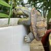Realistic Appearance Resin Turtle Garden Decor Vibrant Colors