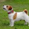 Heavy Duty Tactical Dog Collar with Quick Release Buckle Adjustable Reflective Pet Collar for Medium Large Dogs Outdoor Training
