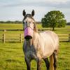 Multi-color Leak-Proof Horse Feeding Bag Adjustable Mesh Grazing Muzzle Elastic Breathable Mouth Dry Grass Bag Training