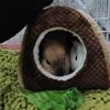 Hamster Warm Bed Hammock Small Pet Plush House for Guinea Pigs Squirrels