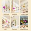 Test Tube Vase Glass Hydroponic Vase with Wooden Stand Desktop Transparent Tube Vase for Plants And Cut Flowers Flower Arrangement