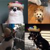Mexican Sombrero Costume Sun Hat For Dogs And Cats Puppy Dog Headdress Dog Cap Pet Hat Pet Supplies