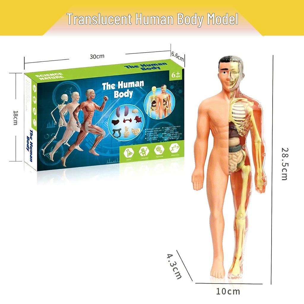 Detachable Human Skeleton Model Educational Toy for Kids