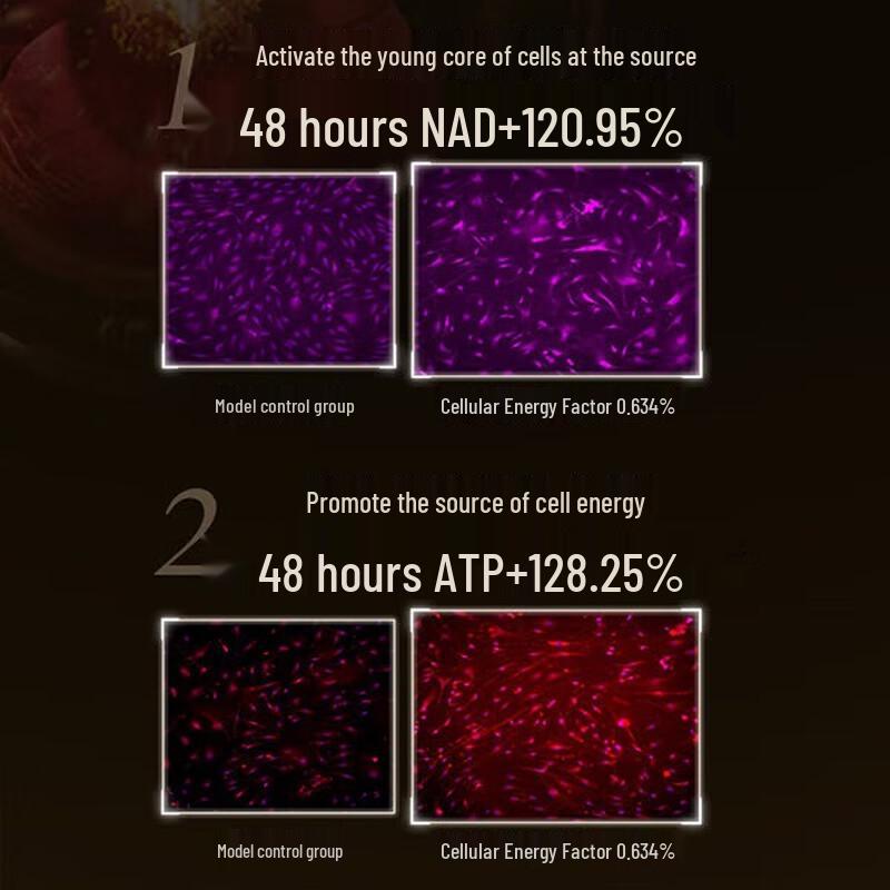 Forest cabin Camellia Black Gold Anti-Aging Essence Cream