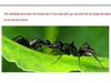 Ant Villa Night Light: Ant Manor Background & Workshop Kingdom Nest Ornament