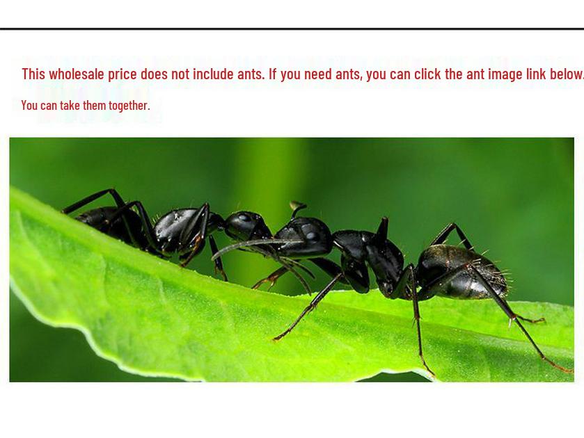 Ant Villa Night Light: Ant Manor Background & Workshop Kingdom Nest Ornament