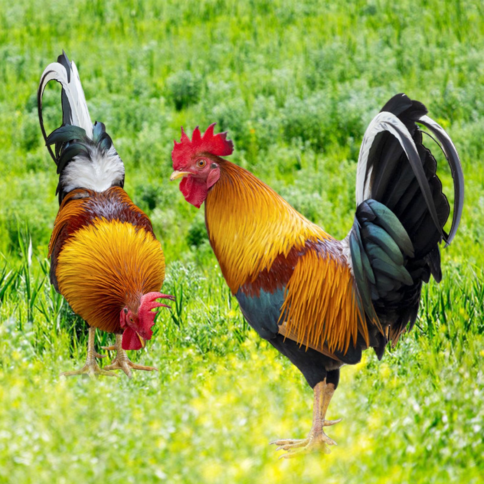 

Статуя тварини у формі курки, акрилова вивіска, прикраса підлоги, статуя курки для внутрішнього двору, художня скульптура, доріжка, ганок, газон