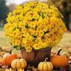 5 Bundle High Fidelity Gradient Artificial Daisy Bouquet  DIY Flower Arrangement
