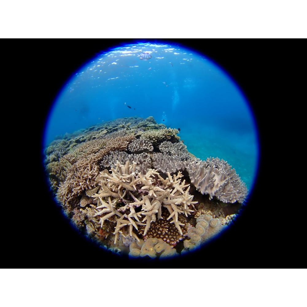 Žuvies akies konverteris FCON-T02 (TG-5TG-6TG-7makrofotografijapofotografavimas po vandeniufotografavimas lauke)