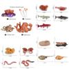King Crab Earthworm Simulation Insect Educational Toys Children Octopus Salmon Realistic Life Cycle Growth Cycle Model