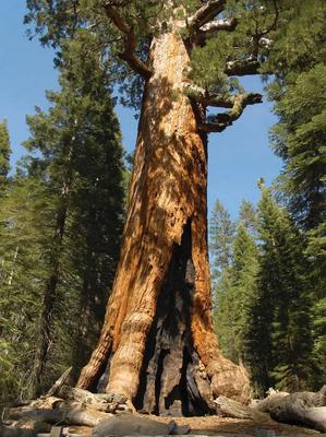 10 SEEDS OF GIANT SEQUOIA - FRESH SEEDS