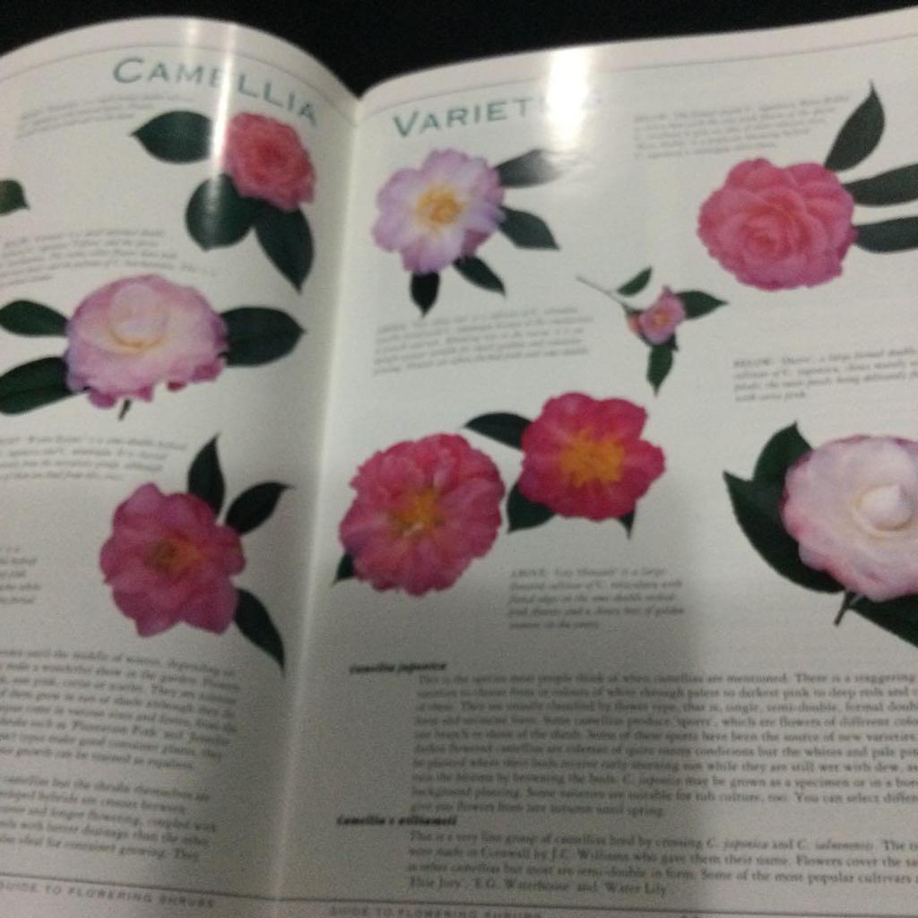 [USED] Flowers, plants, foreign books, illustrated guidebooks, guidebooks, Flowering shrubs
